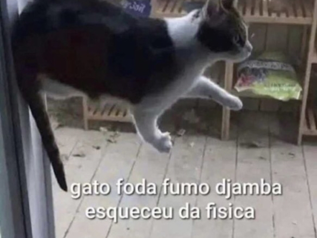 gato foda fumo djamba esqueceu da fisica