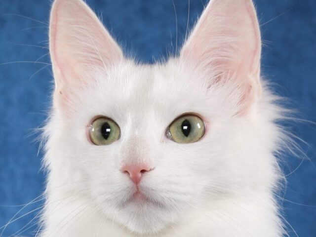 Gato branco que parece um anjo que veio para terra em forma de gato