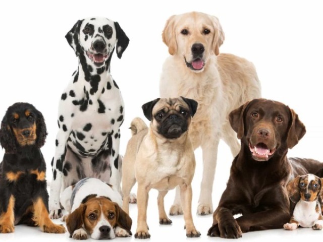 Você realmente conhece as raças de cachorro?