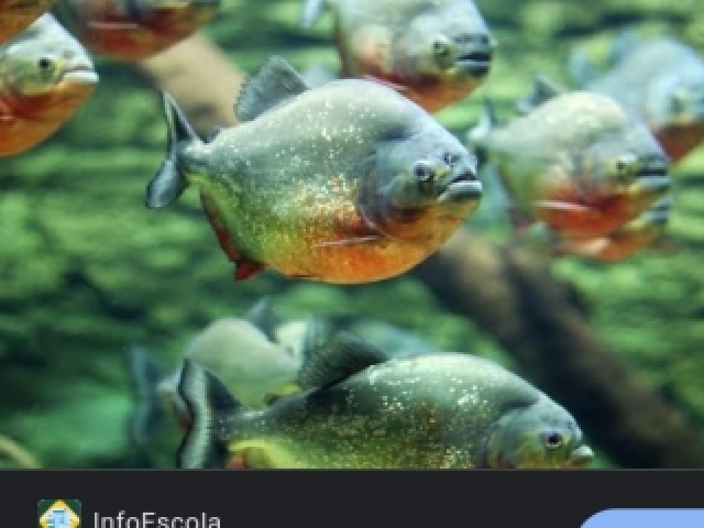 Piranha