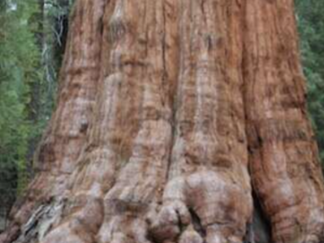 Floresta das sequoias