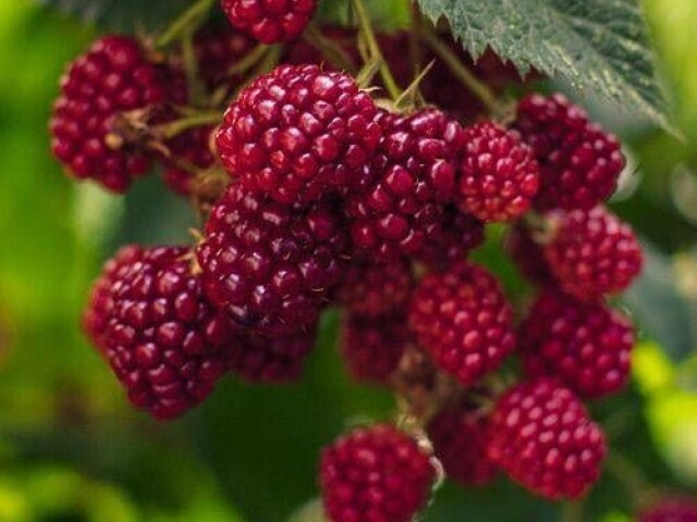 * ainda sem acreditar no que vi, peguei as frutas e voltei a floresta