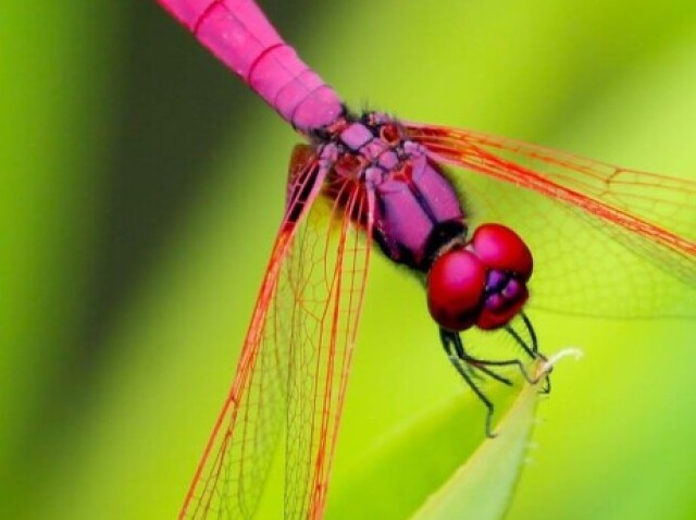 pinkflutter, A libelula rosa.
 Calma e doce, adora mel :P