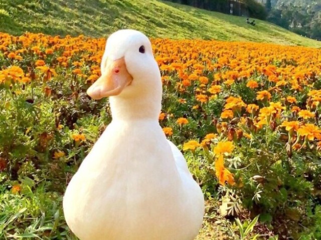 yellow, O pato feliz.
 Sempre alegre e sorrindo, sua cor favoria é amarelo (obvio) e ele adora morangos :D