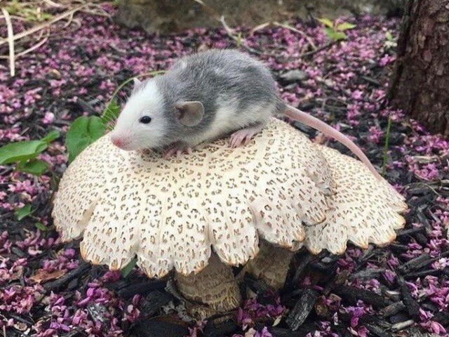 mushroom, o ratinho flor.
Este ratinho adora literalmente tudo sobre cogumelos e flores, só vive atras delas! Sua comida preferida, por exemplo, é cogumelo :D