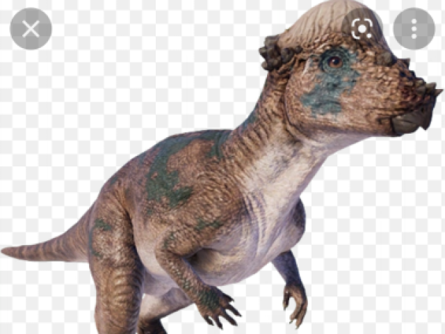 Pachicephalossauro