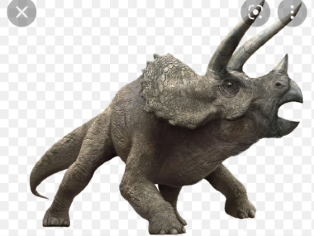 Triceratops