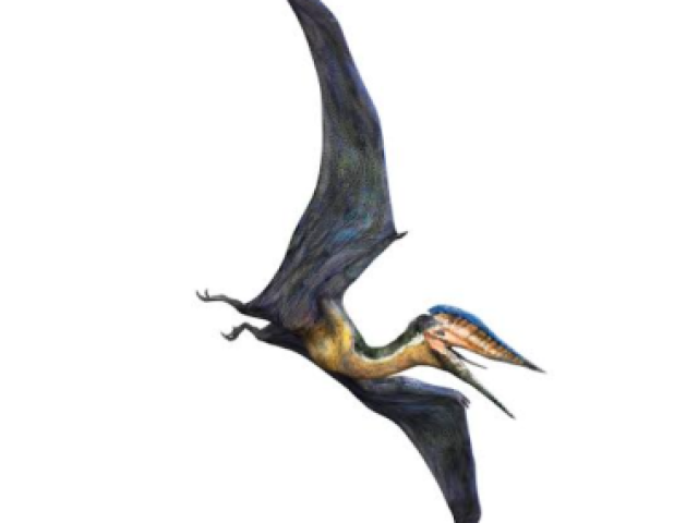 Hatzegopteryx