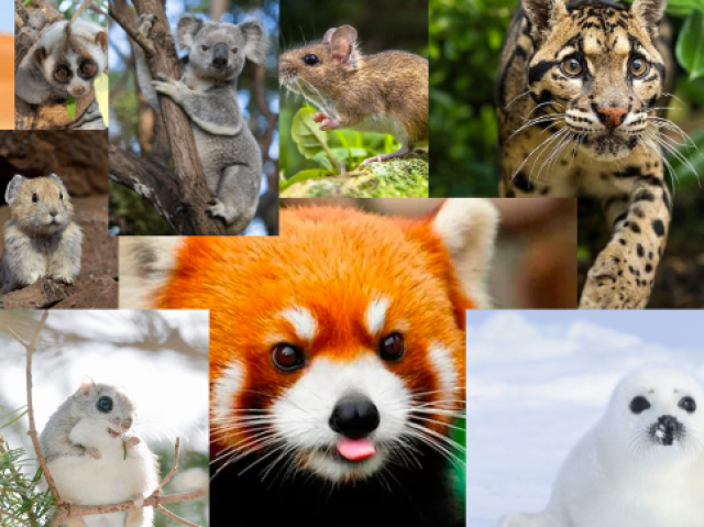 Que animal fofo você seria?