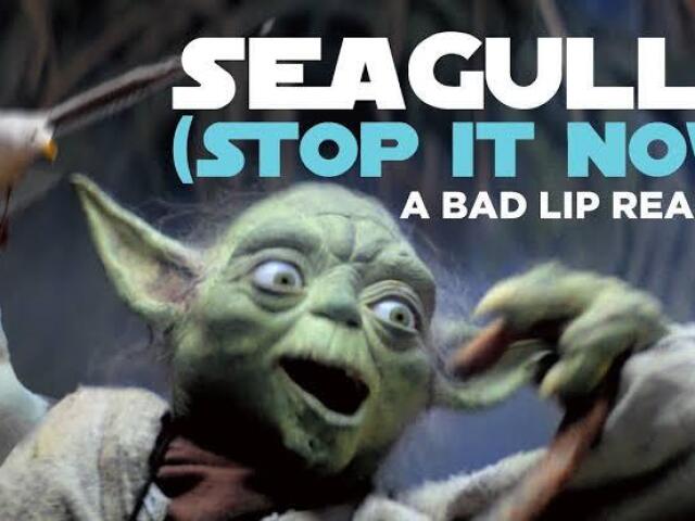 Seagulls