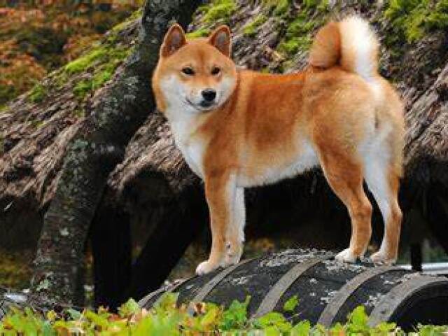 shiba inu