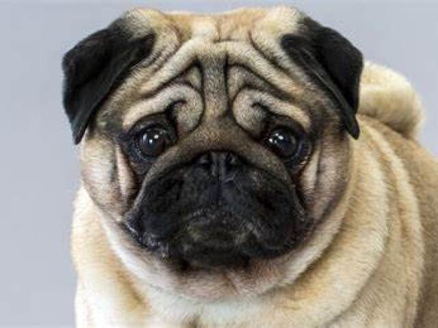 pug