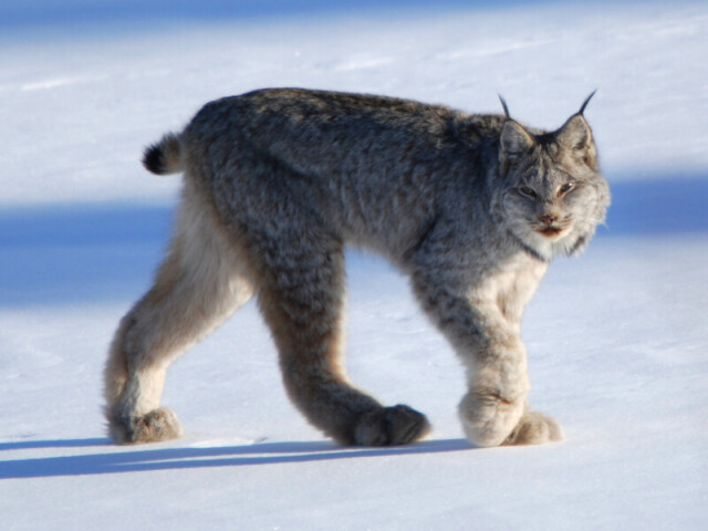 lince do canada