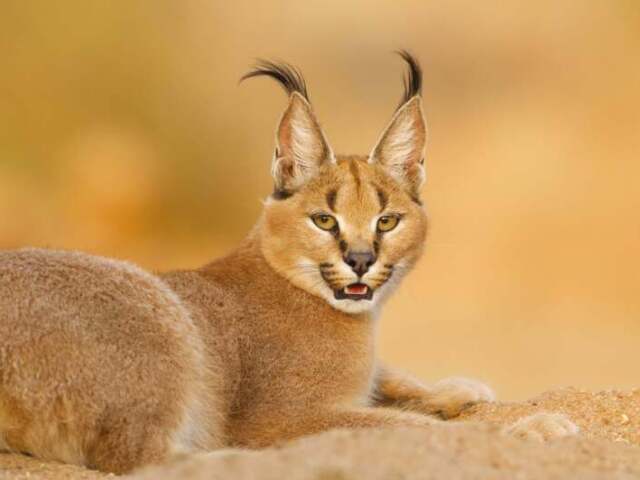 caracal