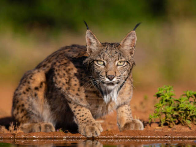 lince caracal