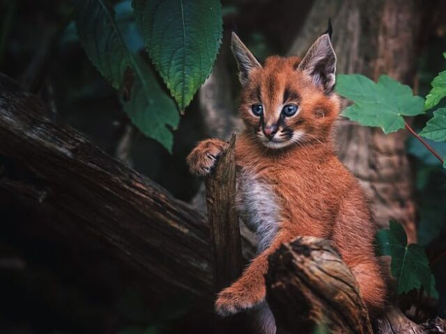 raposa caracal