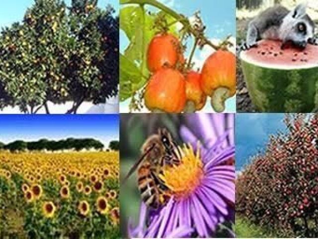 As criptógamas são plantas que não produzem flores, frutos e sementes. Elas
reproduzem-se por meio de pequenas estruturas denominadas esporos. Incluem-se
nesse grupo as briófitas e as pteridófitas.