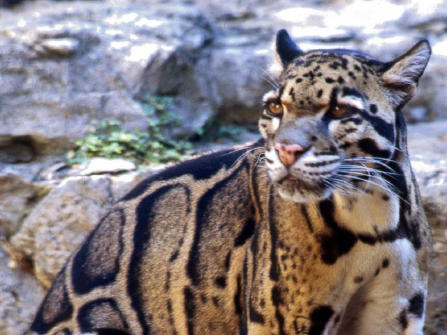 Leopardo Nebuloso