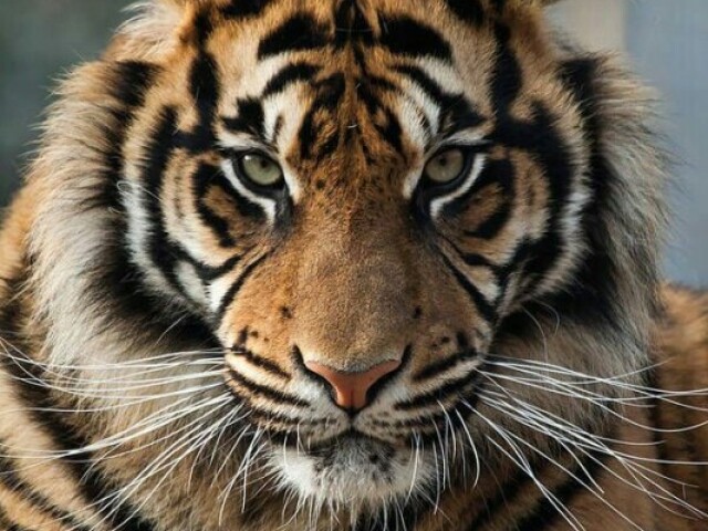 Tigre