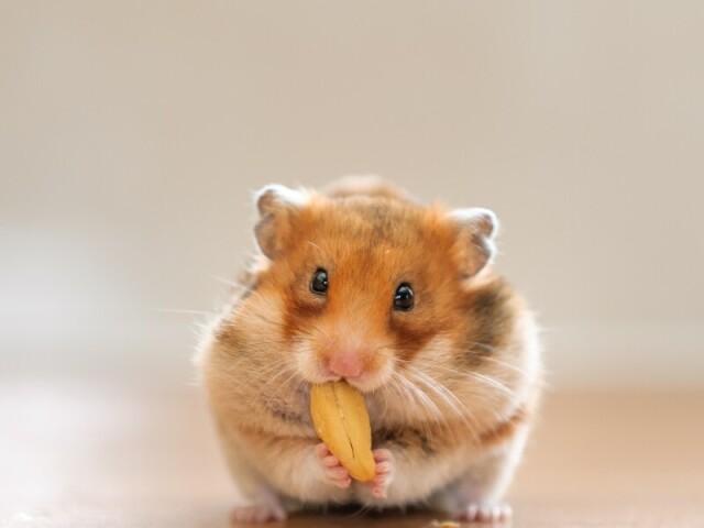 Hamster