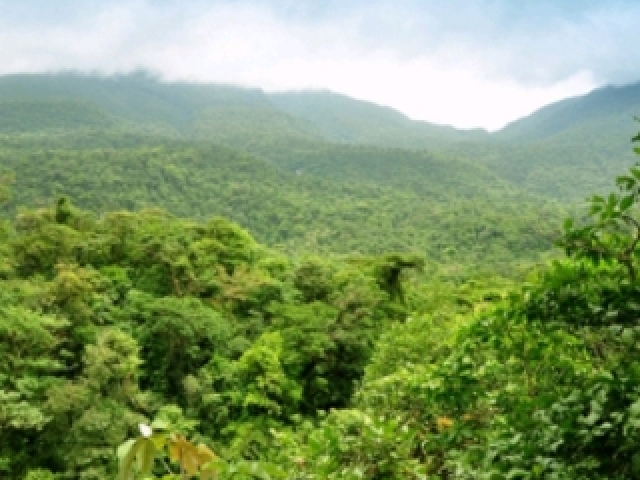 Floresta π³