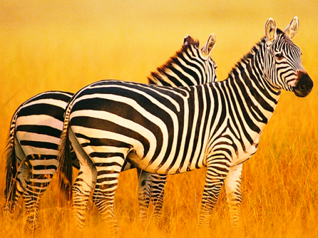 zebra