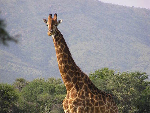 girafa