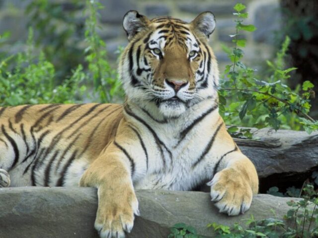 tigre