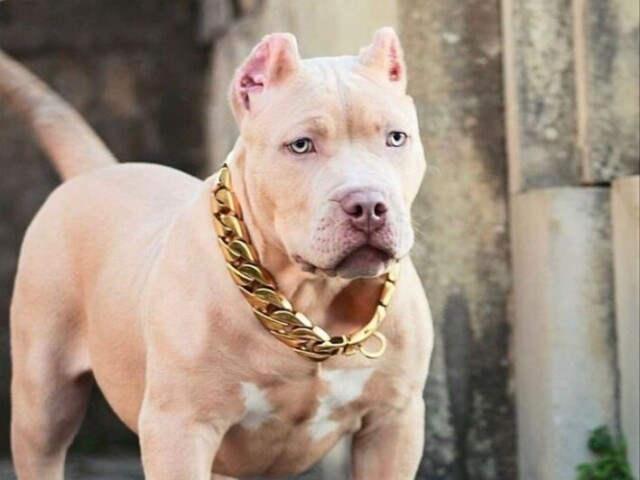 Pitbull