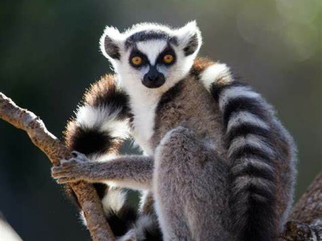 lemuri