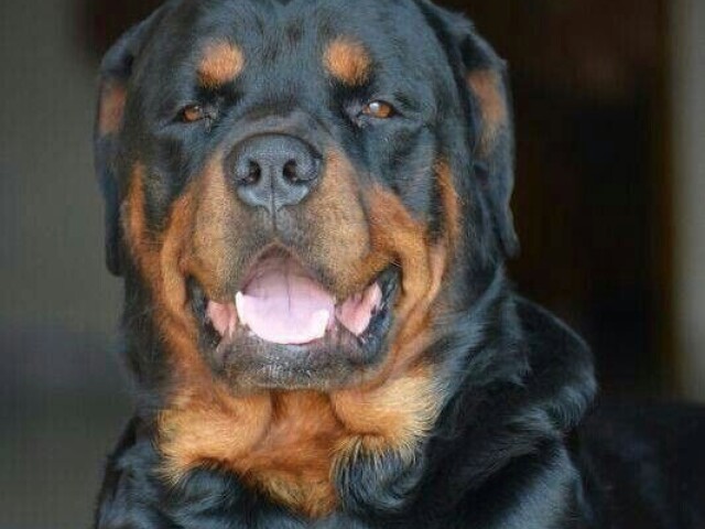 Rottweiler