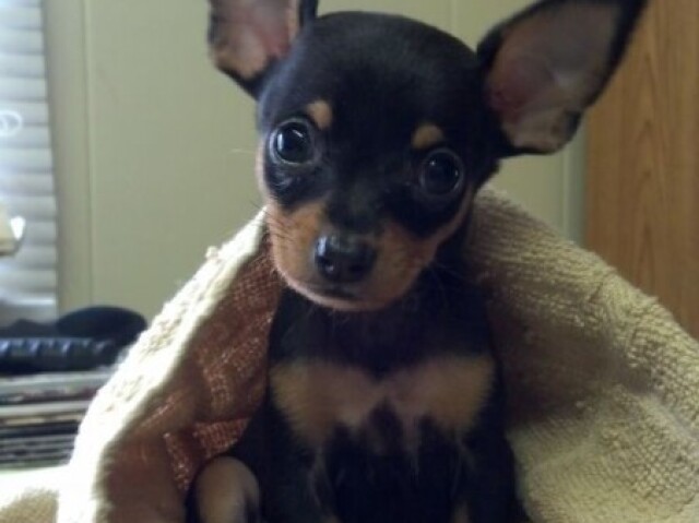 Pinscher