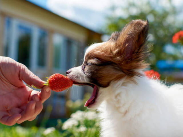 Cão fofo a comer