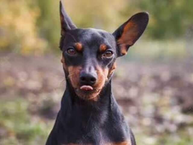 Pinscher