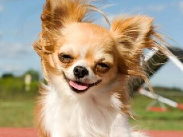 Chihuahua