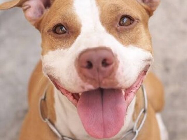 Pit bull