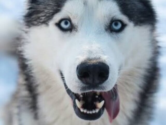 Husky siberiano