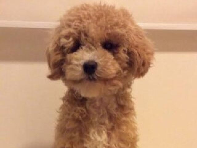 Poddle
