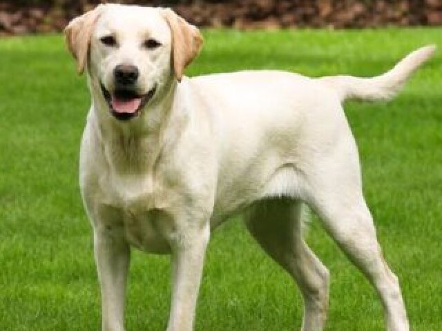 Labrador
