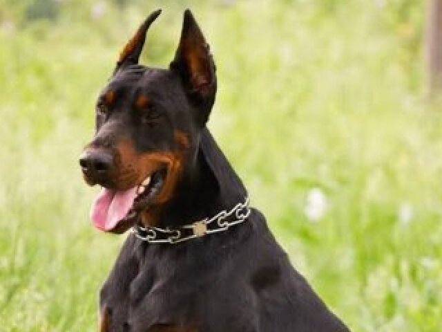 Doberman