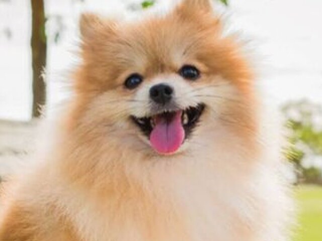 Spitz