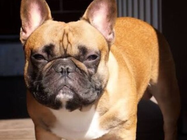 Bulldog francês