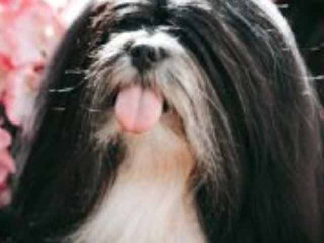 Lhasa apso
