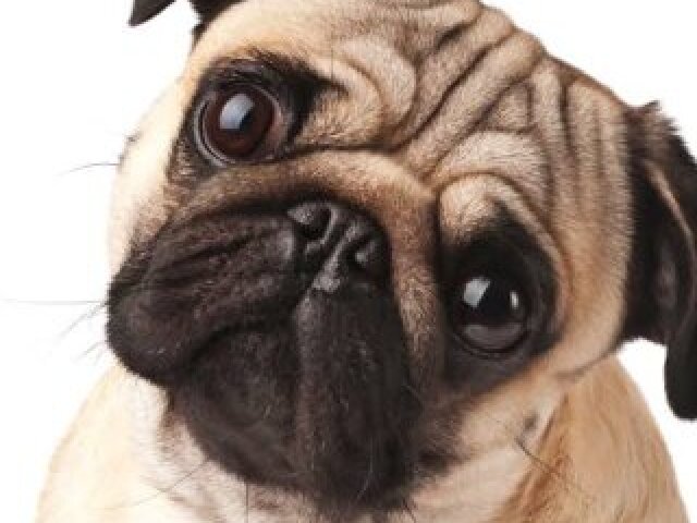 Pug