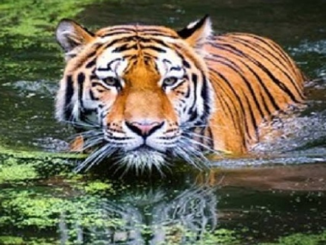 Tigre