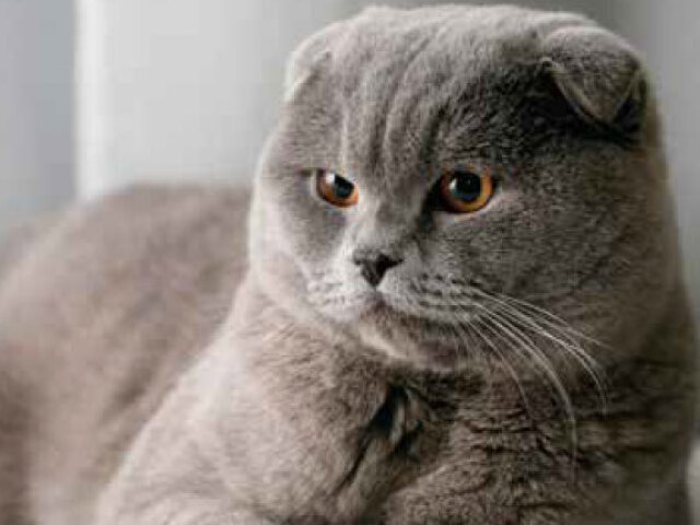 Scottish Fold