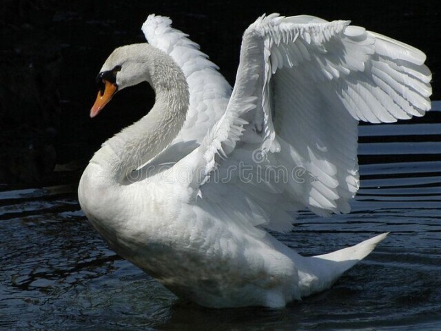 Cisne.