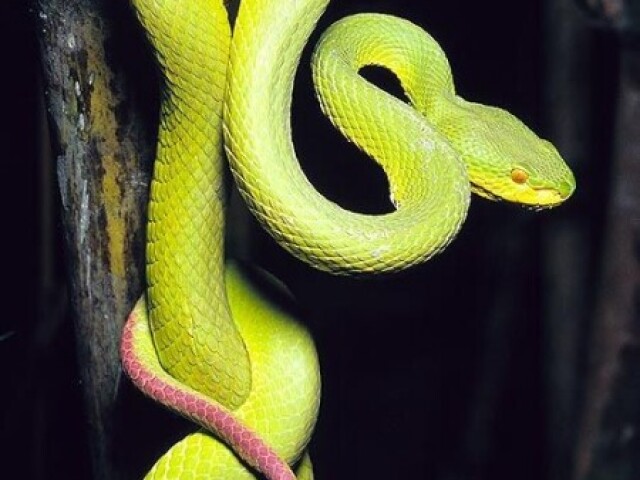 Serpente.