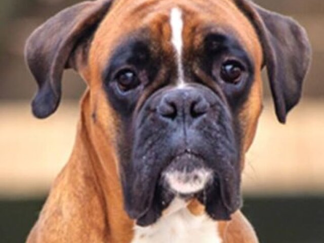 Boxer