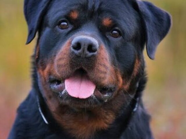 Rotweiller
